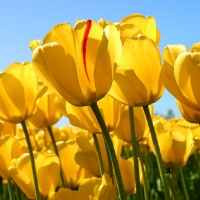 Isabelle NICOLAÏ Isabelle NICOLAÏ