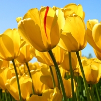 Agnes WINKLER-BOUIN Agnes WINKLER-BOUIN