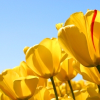 SANDRINE BOULFROY SANDRINE BOULFROY