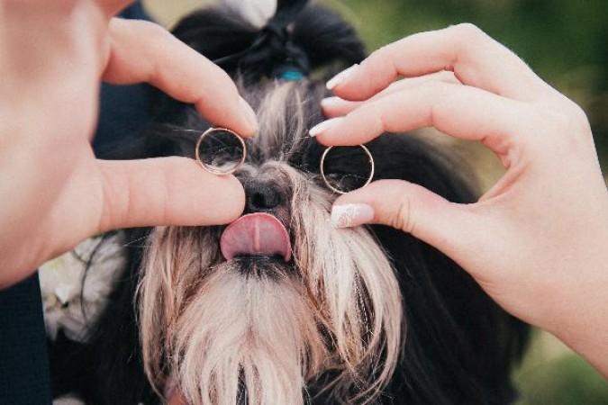 Divorce, 3 questions sur le sort des animaux domestiques