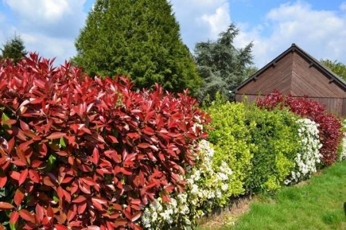 Le sort des plantations irrégulières