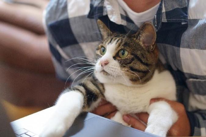 Pouvez-vous amener animal de compagnie sur votre lieu de travail ?
